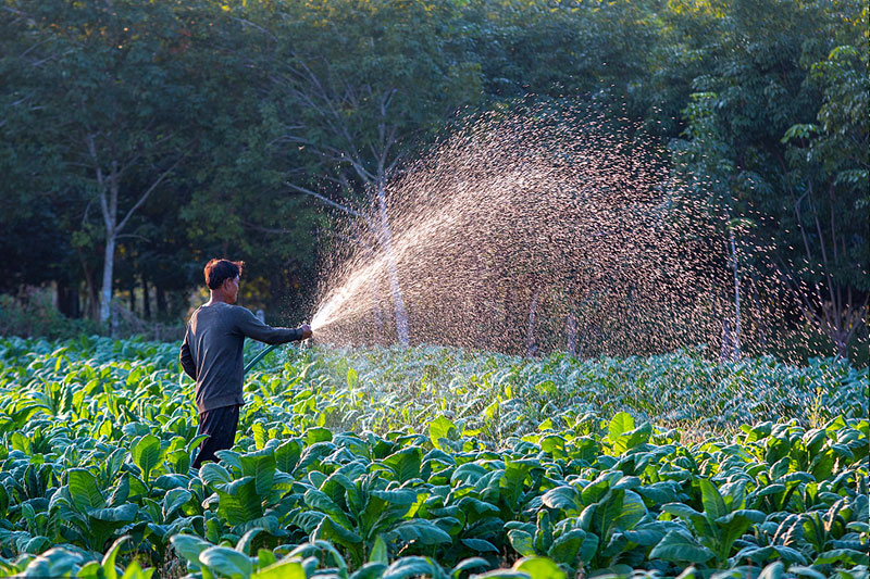 Agricultural and forestry irrigation